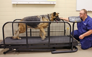 treadmill shepherd Dave resizedf treadmill shepherd Dave resizedf